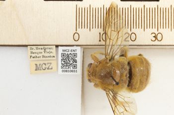 Media type: image;   Entomology 810651 Aspect: labels